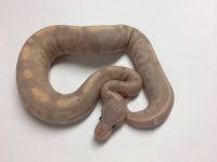 FIRE BLACK PASTEL BANANA.jpg