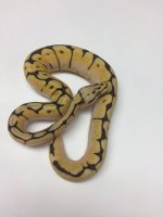 VANILLA BUMBLEBEE BALL PYTHON FEMALE - #2016F01.jpg