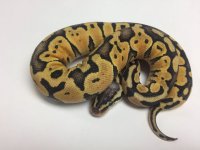 SUPER PASTEL HET RUSSO BALL PYTHON - FEMALE #2016F01.jpg