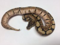 PHANTOM SPIDER BALL PYTHON - MALE #20162RM1 .jpg