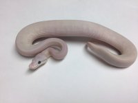 PASTEL SUPER MOJAVE BALL PYTHON FEMALE - 20162RF1.jpg