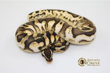 15CitrusPastelCalicoM2-510g.jpg