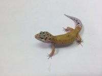 HYPO TANGERINE W:Y LEOPARD GECKO #Q-N12-91216-01.jpg