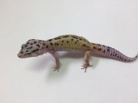 RAINBOW STRIPE LEOPARD GECKO- #Q-O8-72416-1.jpg