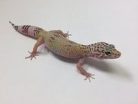HYPO ALBINO TREMPER LEOPARD GECKO -#Q-K1-80116-1.jpg