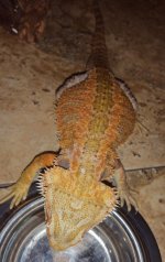2017-03-11 19.38.23.jpg
