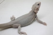 img-5144-orig.jpg
