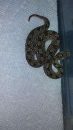 Carpet Viper_1.jpg
