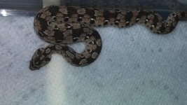carpet viper_2.jpg
