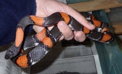 Dryden male (held) .jpg
