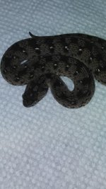 carpet viper_3.jpg