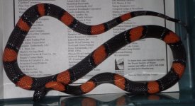 Dryden male  300g.jpg