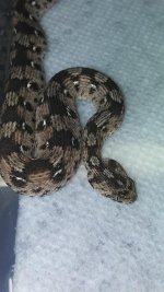 carpet viper_4.jpg