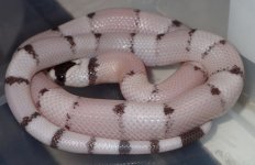 male '16 ghost 21g.jpg