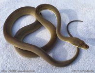 2016.liasis-olivaceous-1.jpg