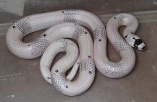 female '15 ghost 95g.jpg