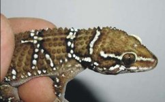 Hemidactylus triedrus front of body.JPG