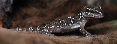 Hemidactylus triedrus body shot.JPG
