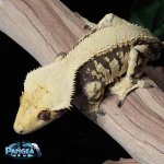 male-solid-back-harlequin-Crested-Gecko-Mm38T.jpg