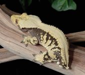 male-solid-back-harlequin-Crested-Gecko-Mm38b.jpg