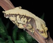 male-solid-back-harlequin-Crested-Gecko-Mm38c.jpg