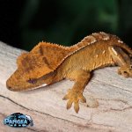 orange-flame-Crested-Gecko-for-sale-Mi75T.jpg