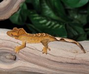 Juvenile-orange-flame-Crested-Gecko-Mi75b.jpg