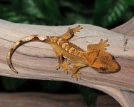 Juvenile-Crested-Gecko-for-sale-Mi75c.jpg