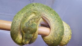GTP Male (1).jpg