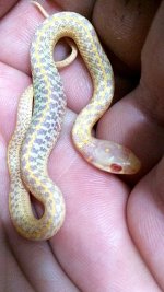 albino garter.jpg