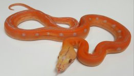 Lavender Goldenchild ID B-021.jpg
