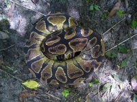 10-2014 Yellowbelly male #1 from unnamed dark dominant bloodeline 600 gm $125.00.jpg
