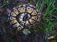62-2014 Pastel het Pied male #1 300 gm $200.00.jpg