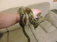 retic2.jpg