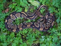 95-2013 female #1 from unnamed dark dominant bloodline #3 800 gm #100.00.jpg