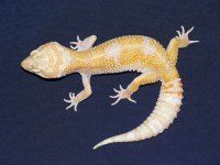 SNGM1_1L(4).jpg