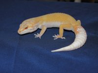 SNGM2_5L(3).jpg