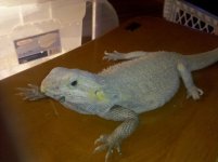 beardie hypo trans.jpg