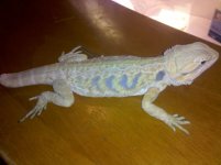 beardie hypo.jpg