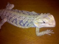 beardie 1.jpg