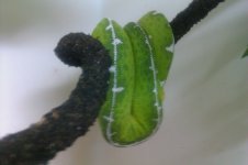 IMAG0019.jpg