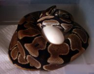 VPI Mom With Eggs.jpg