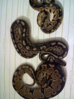 pastel cin normal.jpg