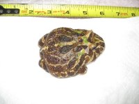frogs 006.JPG
