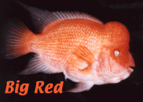 bigred1.gif