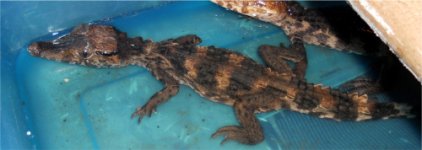 caiman 1.jpg