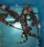 caiman 2.jpg