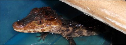 caiman 3.jpg