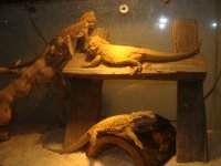 DSC04145.JPG