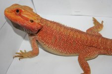 Red Trans 100% het hypo breeder.jpg
